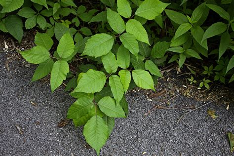 Rurification: Poison Ivy Identification