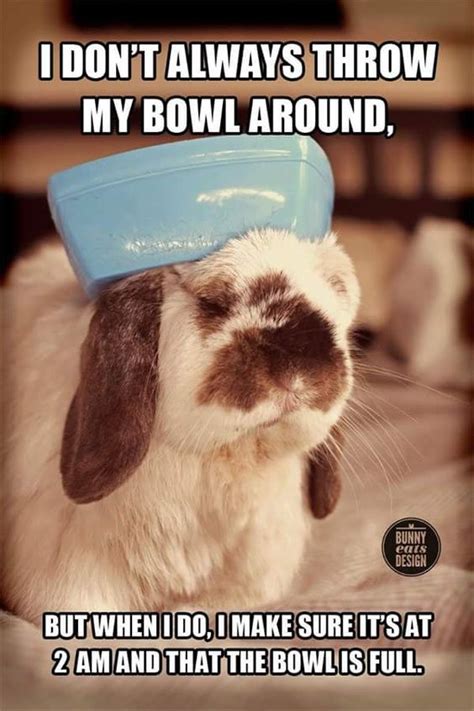 Rabbit Ramblings: Funny Bunny Memes