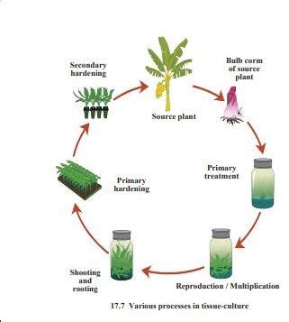 Plant Tissue Culture Diagram