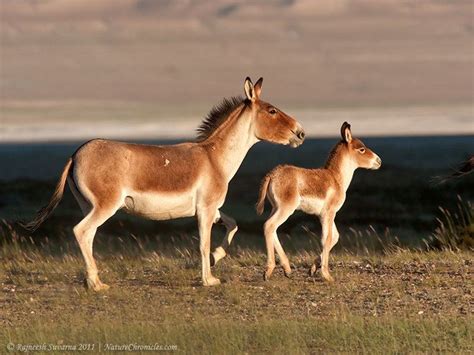 Kiang - Alchetron, The Free Social Encyclopedia