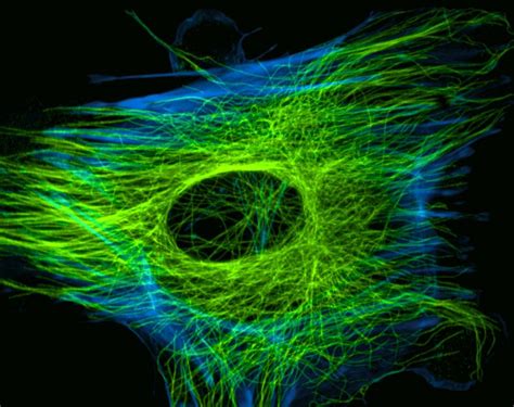 The cytoskeleton of a mammalian cell. | Fractals, Life science, Cell