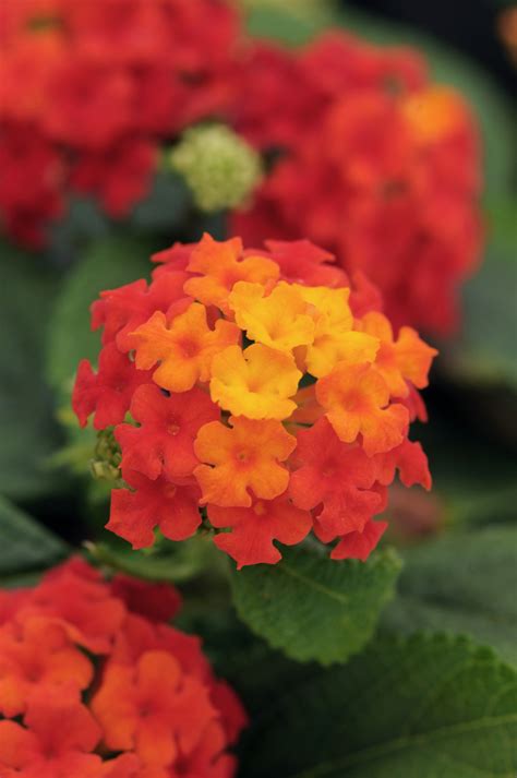 Lantana Plant Colors