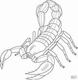 Scorpio Coloring Pages  ColoringBay sketch template