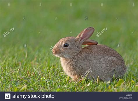 European Rabbit Baby Stock Photos & European Rabbit Baby Stock Images ...