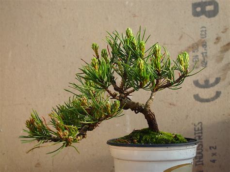 mugo pine | twinsrat bonsai