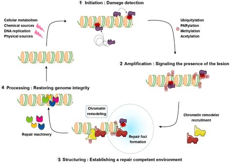 Frontiers | New Methodologies to Study DNA Repair Processes in Space and Time Within Living Cells