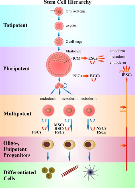 Stem cell hierarchy | Download Scientific Diagram