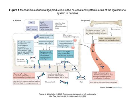 Nat. Rev. Nephrol. doi: /nrneph - ppt download