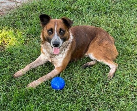 Oakdale Animal Shelter Hosting Adoption Event - Oakdale Leader