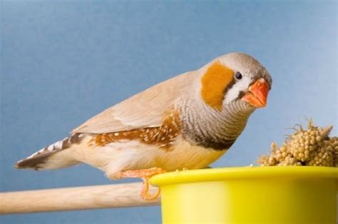 Caring for Zebra Finches | ThriftyFun