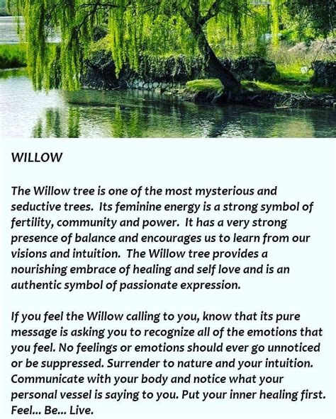 Willow Tree Spiritual meaning 🍃💫 | Spiritual journey, Spirituality ...