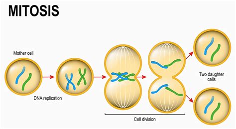 Cell Division Cartoon