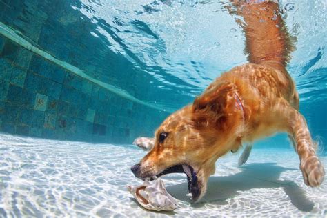 How Do I Teach My Dog To Swim In The Ocean