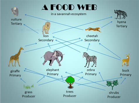 Food Web and Food Chain Comparison • Teacha!