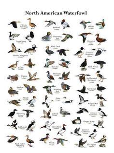 Duck Species Identification Chart