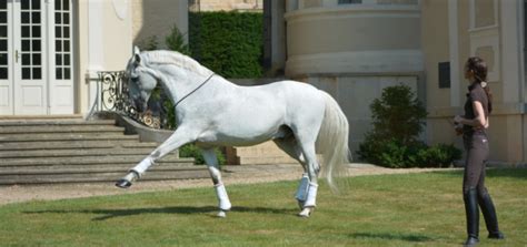 Liberty training - What exercises are good for my horse?