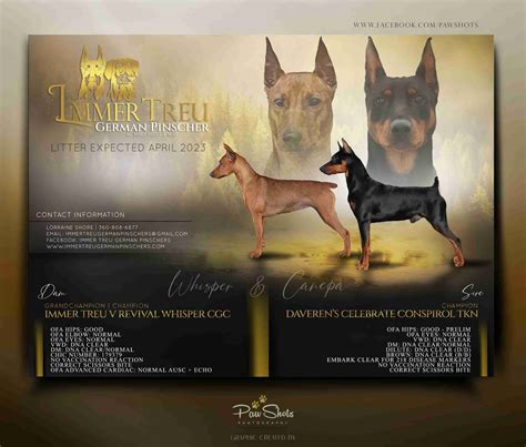 German Pinscher Puppies For Sale