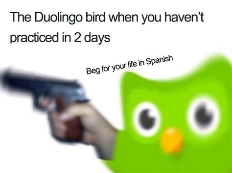 Duolingo Memes Make You Think Twice About Missing Your Spanish Test