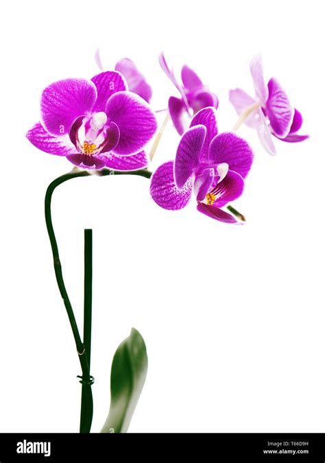 Purple orchid isolated on white background Stock Photo - Alamy