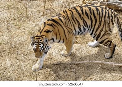 Siberian Tiger Breeding Center Harbin China Stock Photo 1693046401 ...