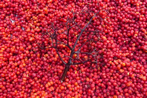 Wild Harvests: Red Elderberry: Experiment #1