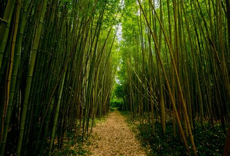 Bamboo Plantation, Farming & Cultivation- Profit, Economics and More ...