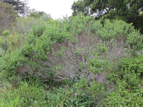 Baccharis pilularis, Coyote Bush – Larner Seeds