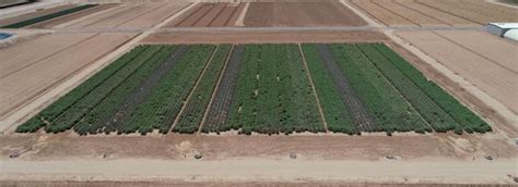 Irrigation Strategies for Guayule Grown in the U.S. Desert | be.arizona.edu