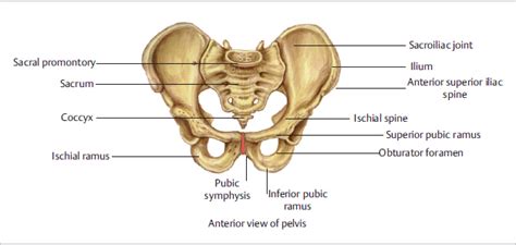 Superior Pubic Ramus Fracture