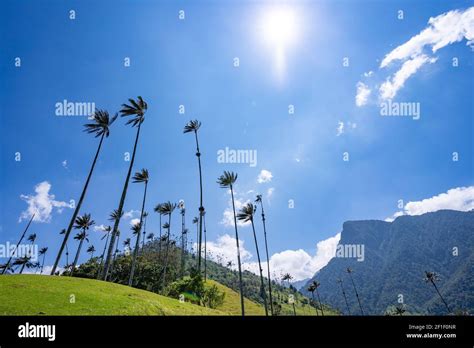 Cocora Valley, Salento, Quindío, Colombia Stock Photo - Alamy