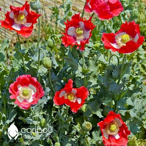 Annual: CANADIAN FLAG Poppy 100 Seeds Beautiful Red & - Etsy Canada