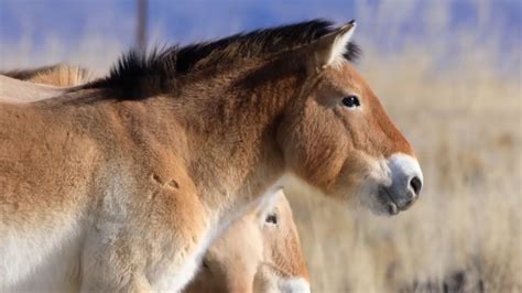 Nature reserve welcomes 7 wild horse foals in NW China - CGTN