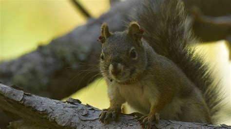 Endangered Mount Graham red squirrel population growing