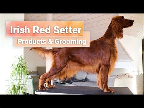 Grooming Part 3 - Irish Red Setter - Products - So Posh - YouTube
