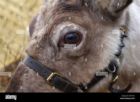 Close up of caribou hi-res stock photography and images - Alamy