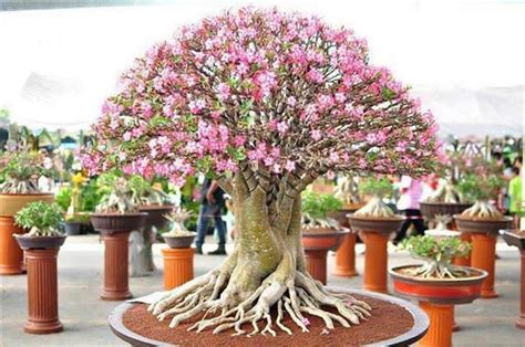 20 Brilliant Bonsai Trees You Have to See