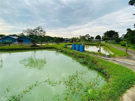 Agriculture and Fish Farming Sustainability Tour at Jalan Lekar - Klook