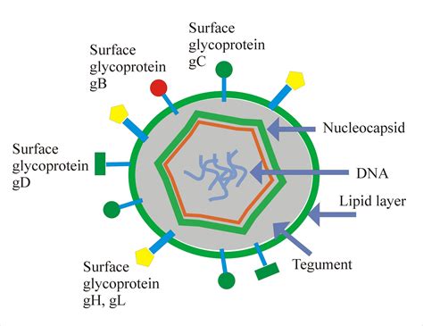 TORCH Profile – Part 3 – Herpes simplex (Herpesvirus type 1 and type 2) – Labpedia.net