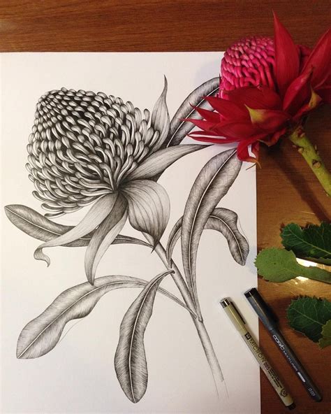 #australian #waratah #drawing #zetlein #artist #paula #ink #byWaratah ink drawing by Australian ...