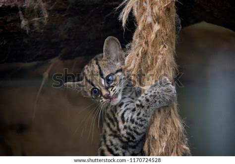 Baby Margay Stock Photo 1170724528 | Shutterstock