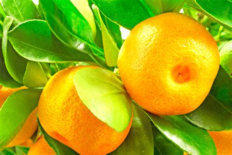 no People, nature, mandarin Orange, fruit, organic, orange - Fruit, tangerine, green Color ...