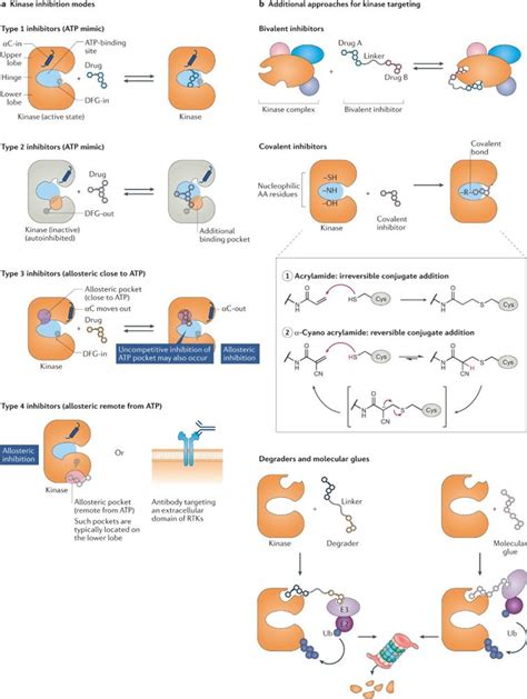 What are Kinase Inhibitors? - BOC Sciences