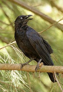Crow (Australian Aboriginal mythology) - Wikipedia