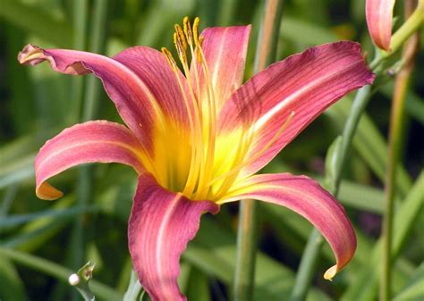 Daylily | Home & Garden Information Center