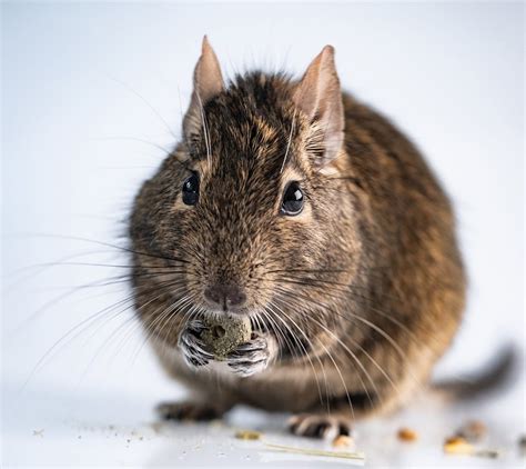 What foods do degus eat? | Supreme Petfoods