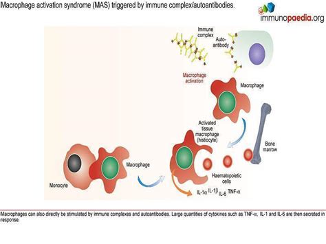 Macrophage activation syndrome Case Study | Immunopaedia