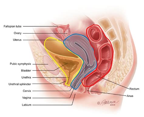 Douglas doodlopende straat: rol, anatomie, effusie - Healthy Food Near Me