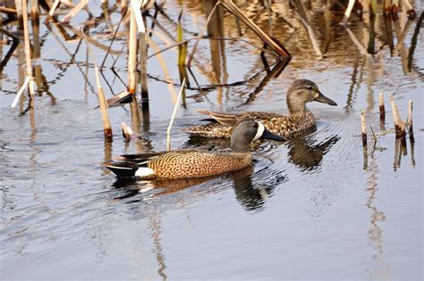 Open Season 2023 | Ducks Unlimited collaborates with landowners to ...