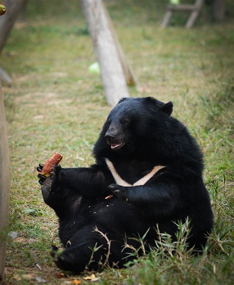 Revealing the Cruelty of Bear Bile Farming, in Photos - Feature Shoot