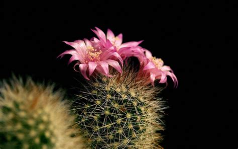 Cactus Wallpapers - Wallpaper Cave